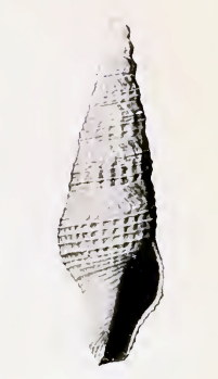 <i>Ophiodermella fancherae</i> Species of gastropod