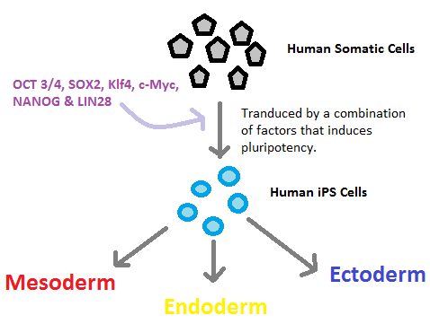 File:Overview of iPS cells.png