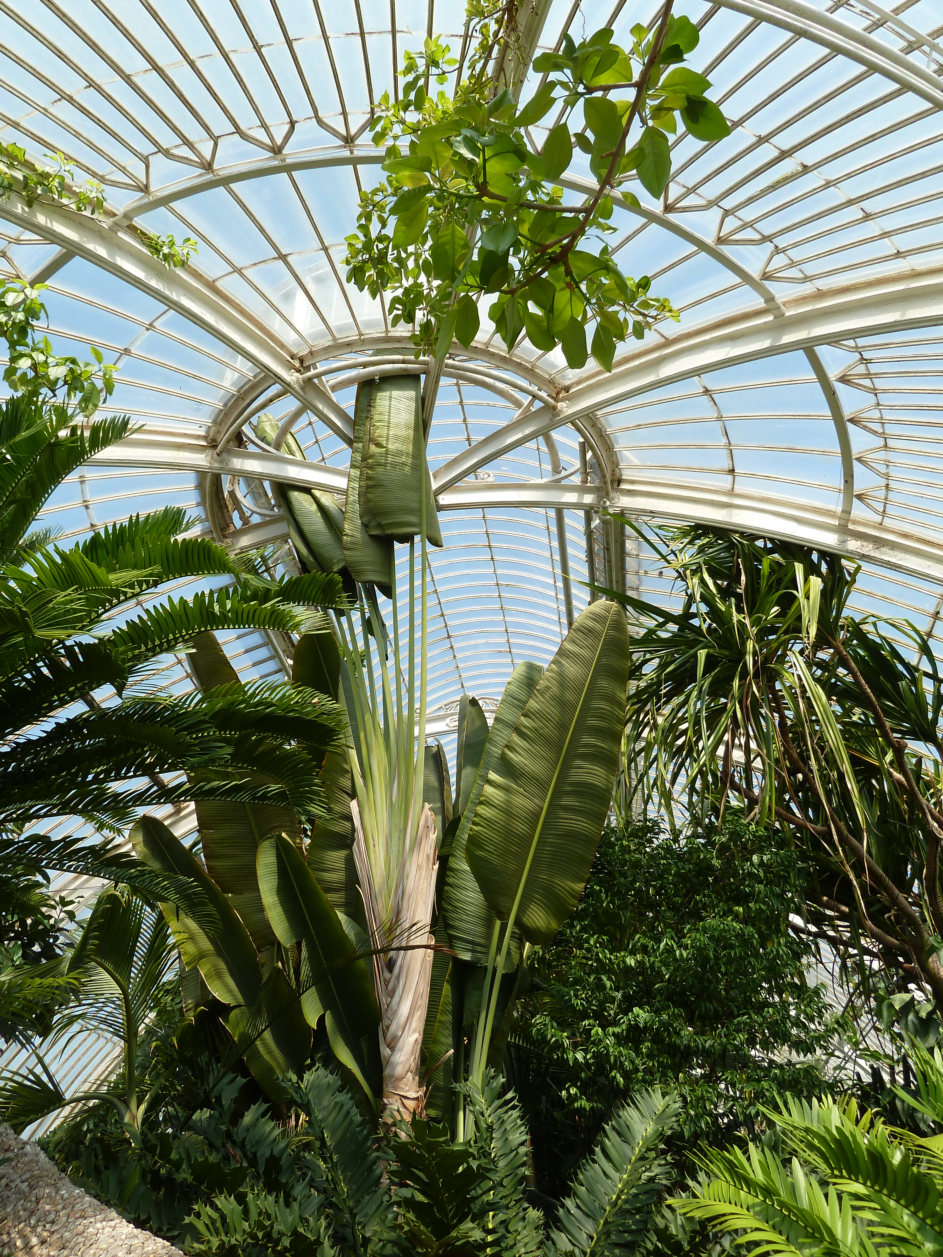 Palm house. The Palm House Kew. Palm House, Kew Gardens. Пальма Хаус Иджеван. Kew POCKETBOOKS: Palms.