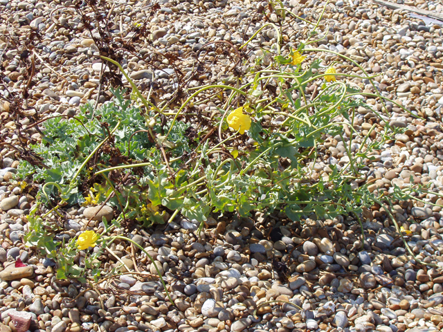 File:Plant on Orford Ness - geograph.org.uk - 1457122.jpg