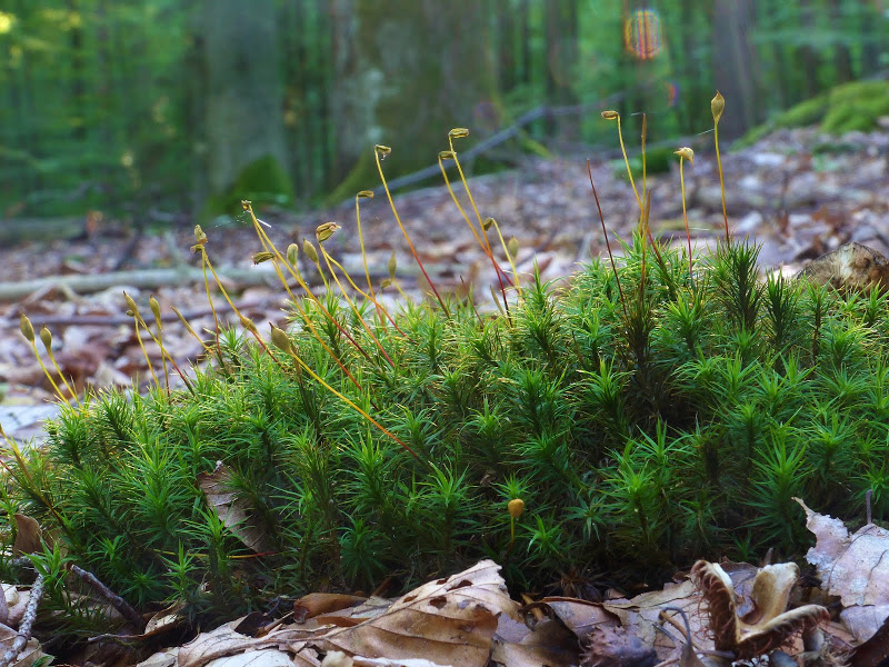 File:Polytrichum formosum (Schönes Frauenhaar-Moos, Schönes Widertonmoos), Wotansborn JOF.JPG