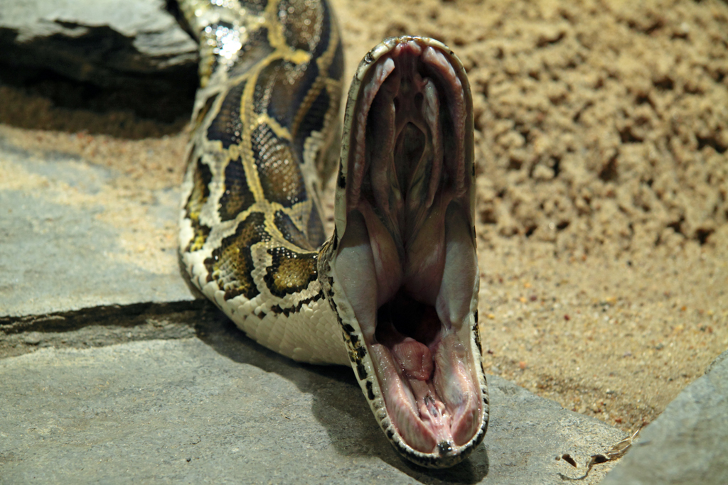 file-python-molurus-bivittatus-open-mouth-full-image-jpg