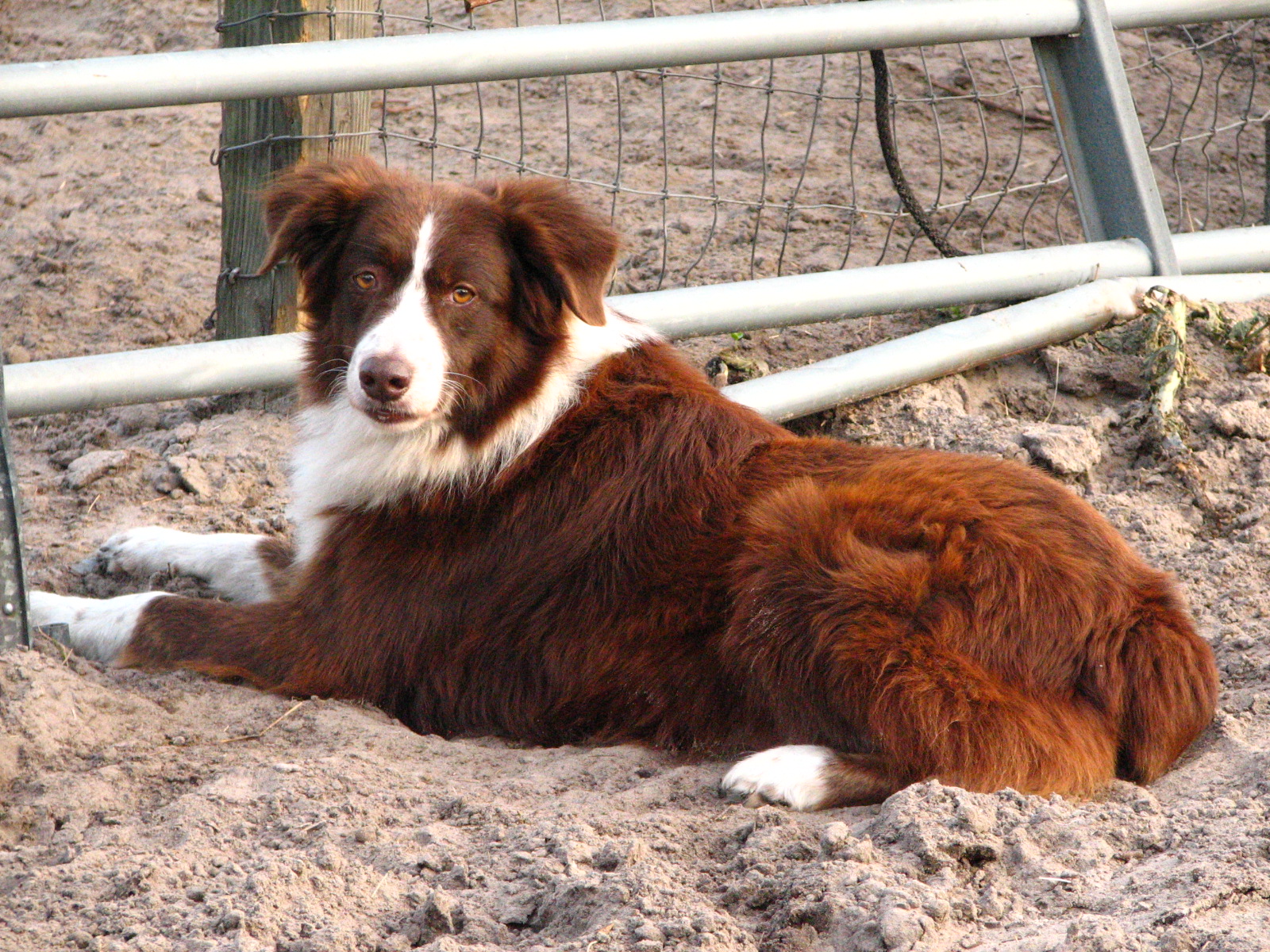 red australian shepherd