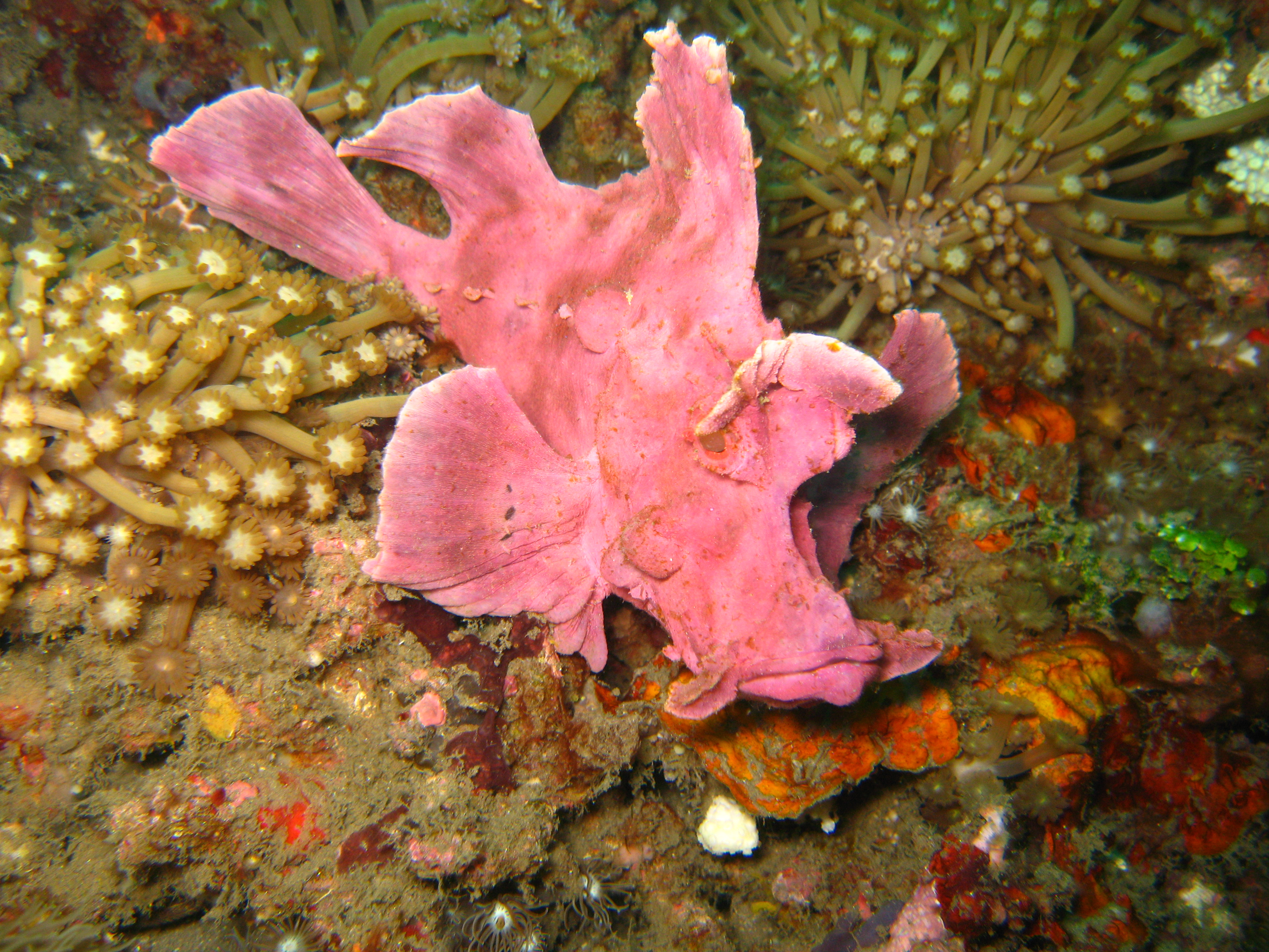 Weedy scorpionfish, minimal appendages lavender