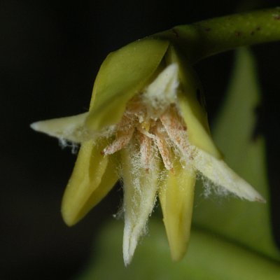 File:Rhizophora mangle-flower.jpg