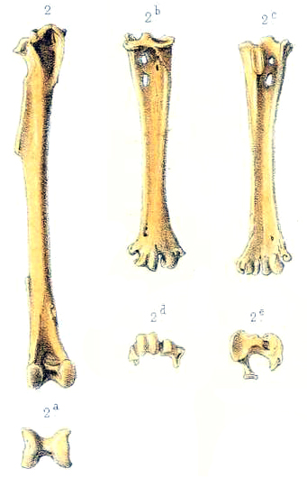 File:Rodrigues owl leg bones.jpg