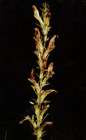 File:Schwalbea americana.jpg