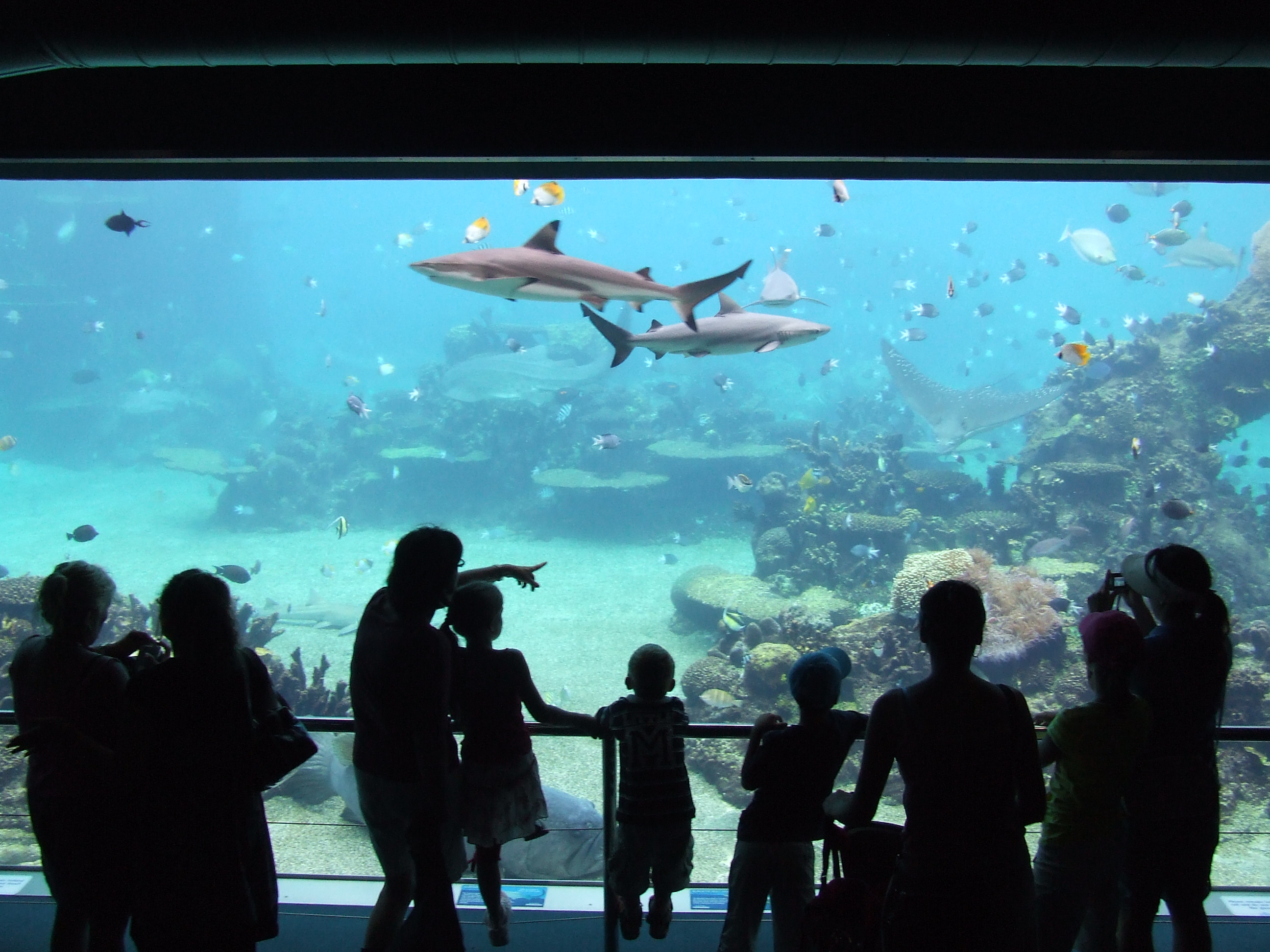 Sharkeisha. Sea World Австралия. Sea World Австралия h2o. Человек в аквариуме. Deep Sea World in Edinburgh.