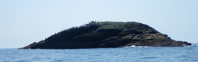 File:Shags on Cleite - geograph.org.uk - 1495509.jpg