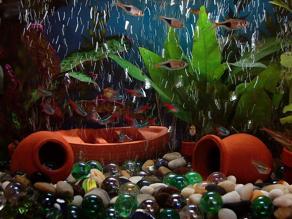 File:Small aquarium.jpg