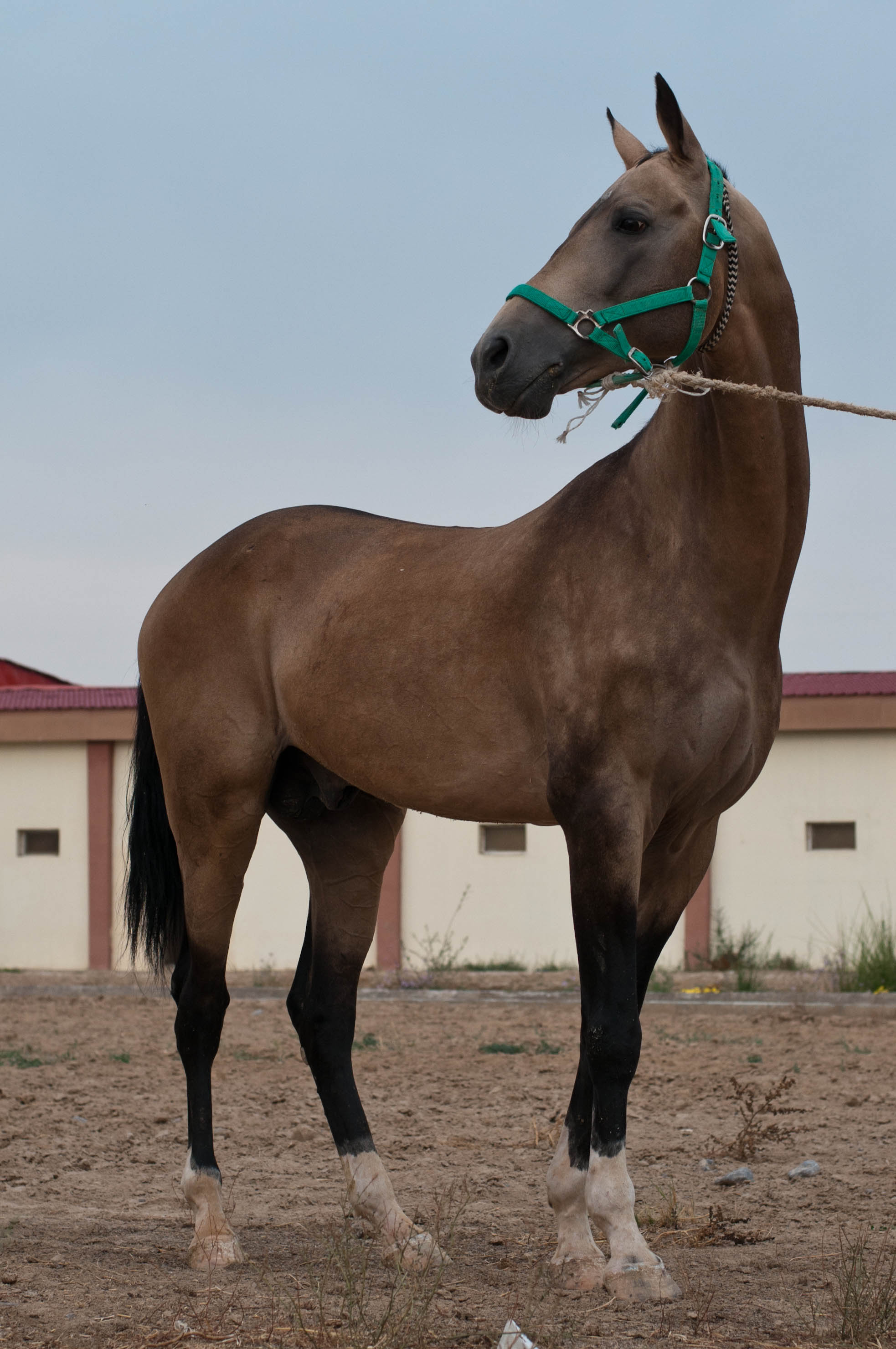 Jul : «Les auteurs de BD sont un peu des mustangs sauvages»