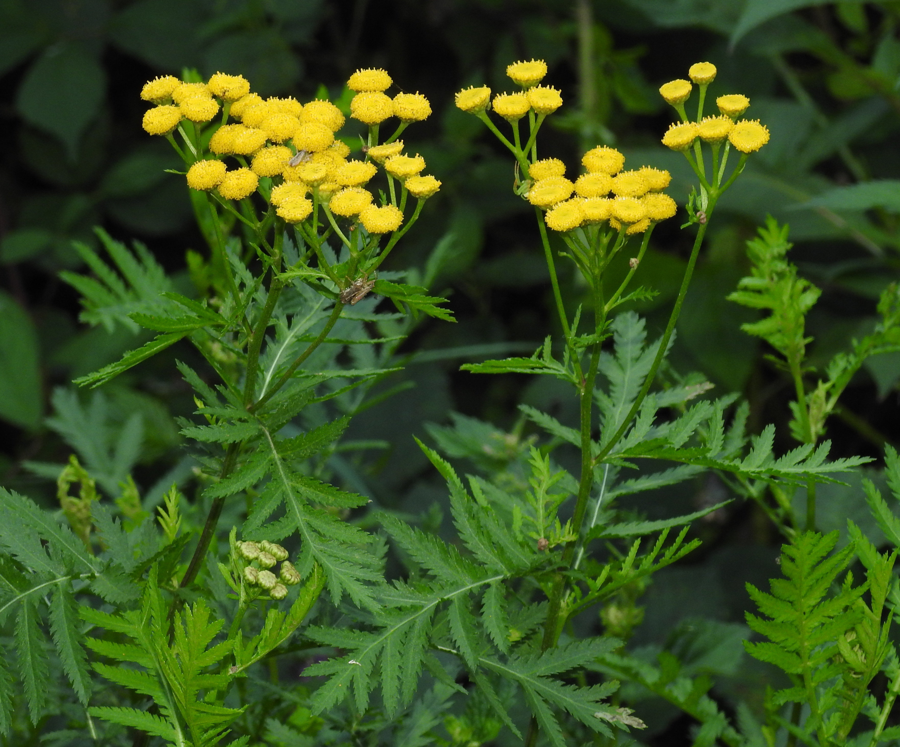 Пижма обыкновенная. Пижма обыкновенная (Tanacetum vulgare). Пижма гуронская. Пижма обыкновенная (Tanacetum vulgare l.). Пижма тысячелистниковая.