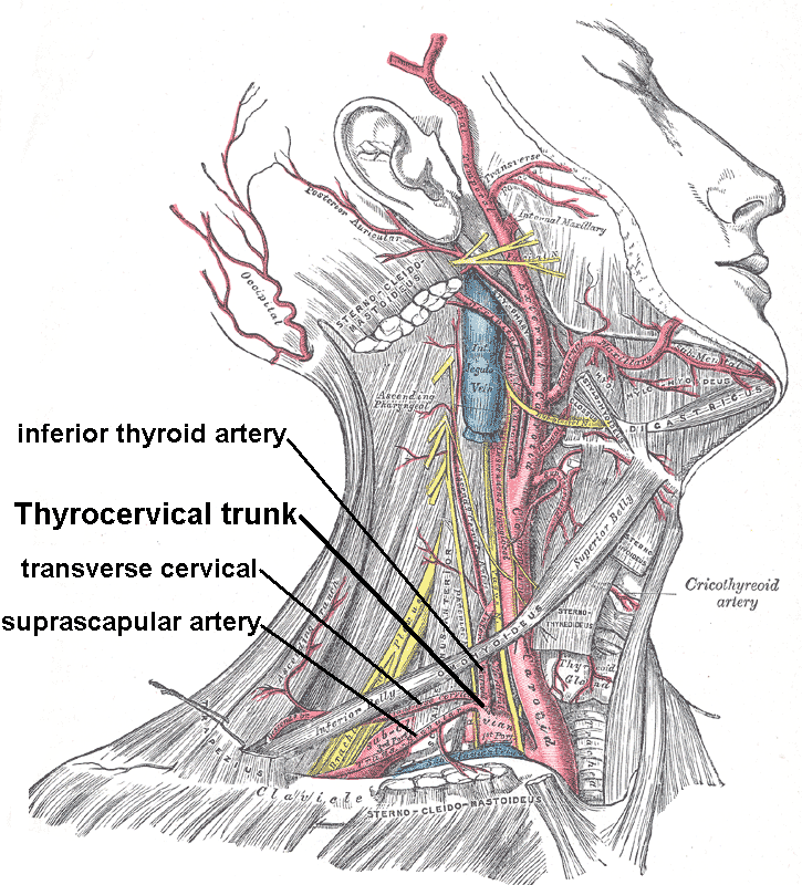 subscapular artery cadaver