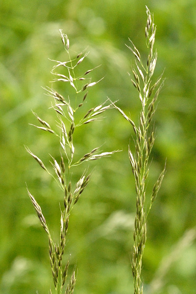 File:Trisetum.flavescens.-.lindsey.jpg