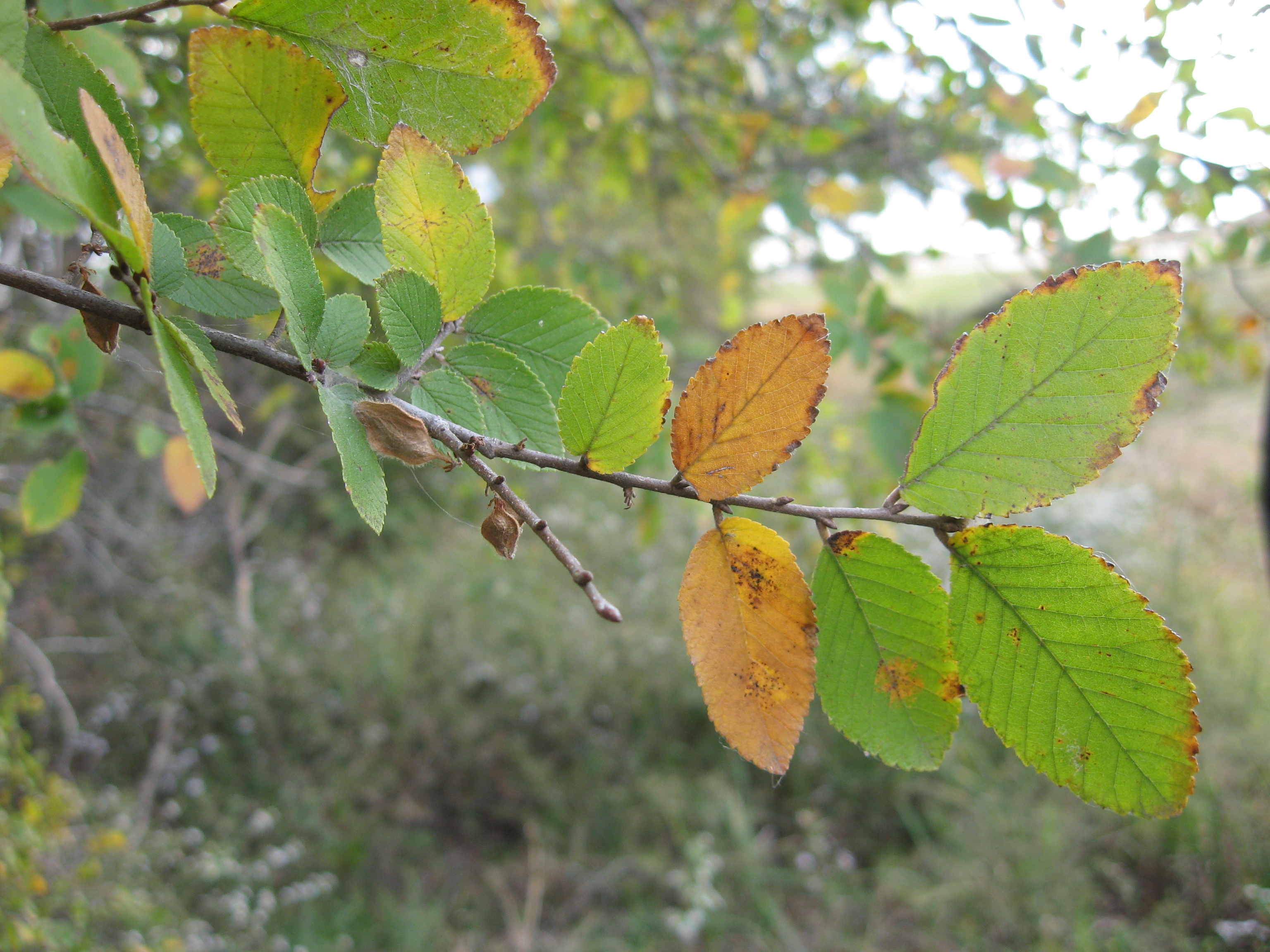 Ulmus crassifolia - Wikipedia, la enciclopedia libre