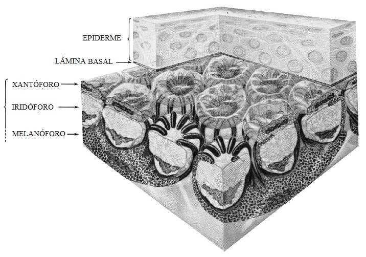 File:Unidade de Cromatóforo Dérmico.jpg