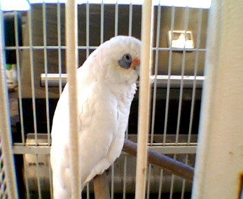 File:Unidentified Corella in a cage.jpg