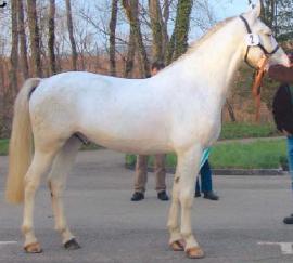 File:Whitefmstallion.jpg