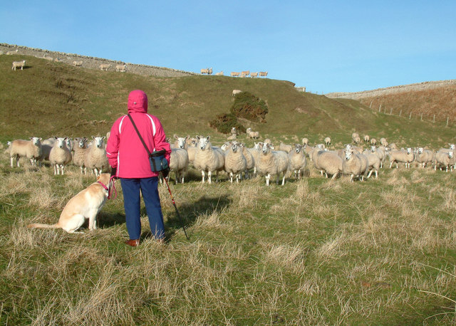 File:"Are you looking at me" - near Tarbatness lighthouse - geograph.org.uk - 607080.jpg