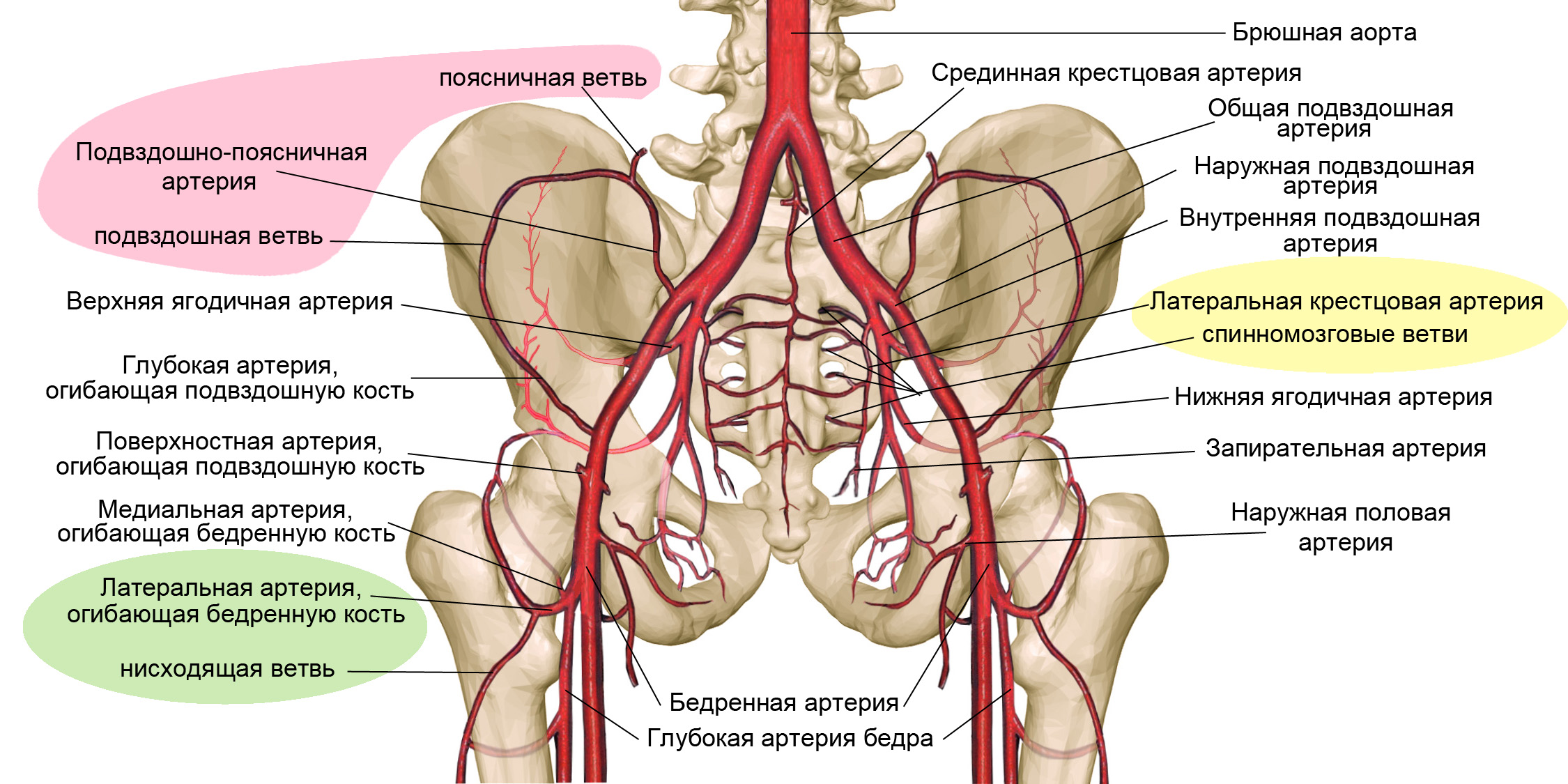 arteria pudenda interna