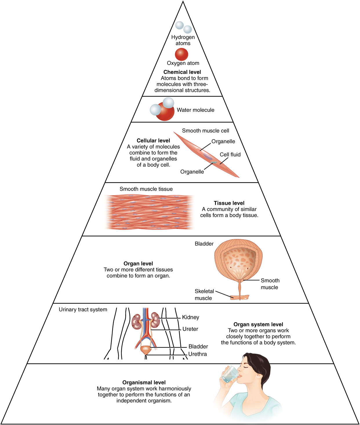 Image result for cell tissue organ organ system diagram