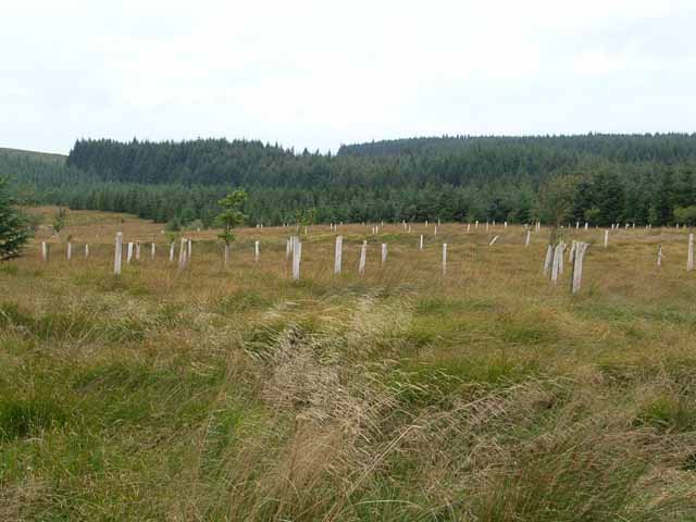 File:A forest of Tuley tubes - geograph.org.uk - 244669.jpg