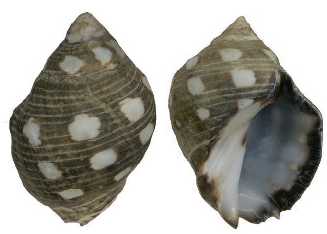 File:Acanthina brevidentata (Wood, 1828) (3063441884).jpg