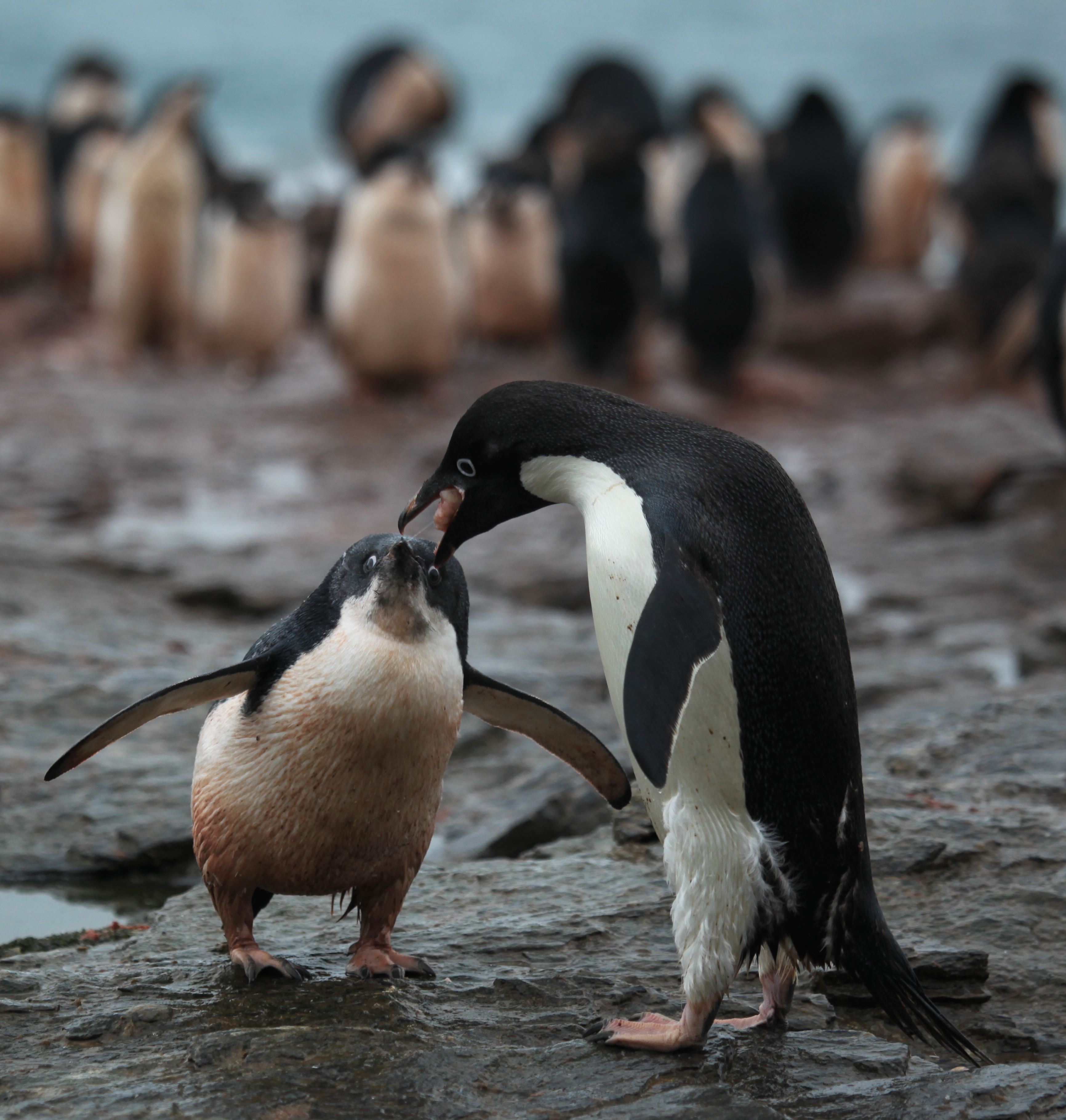 Пингвин в купальнике