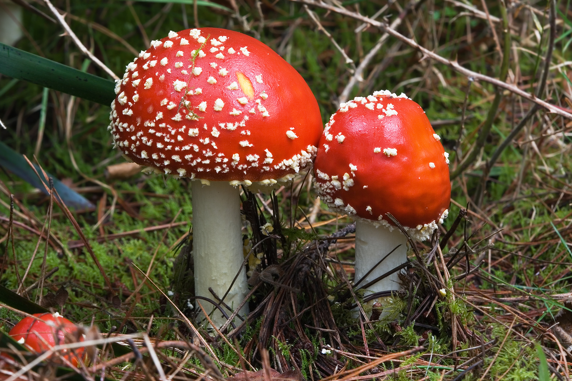 Amanita Muscaria Wikipedia