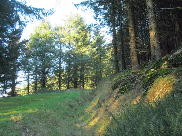 Approaching a clearing in the Mynydd Nefyn Forest - geograph.org.uk - 679883