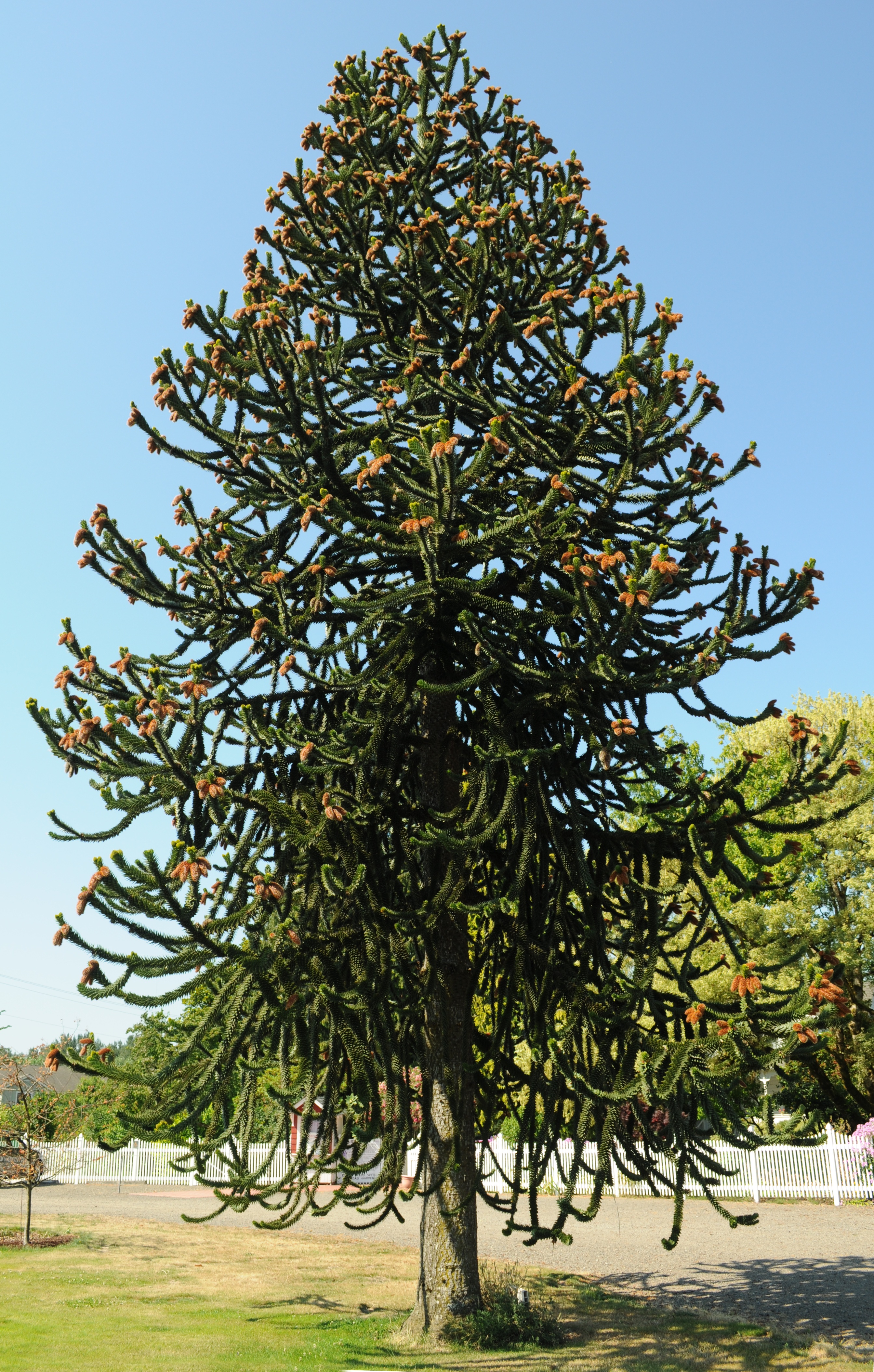 File Araucaria Araucana At Hulda Klager Lilac Gardens Jpg