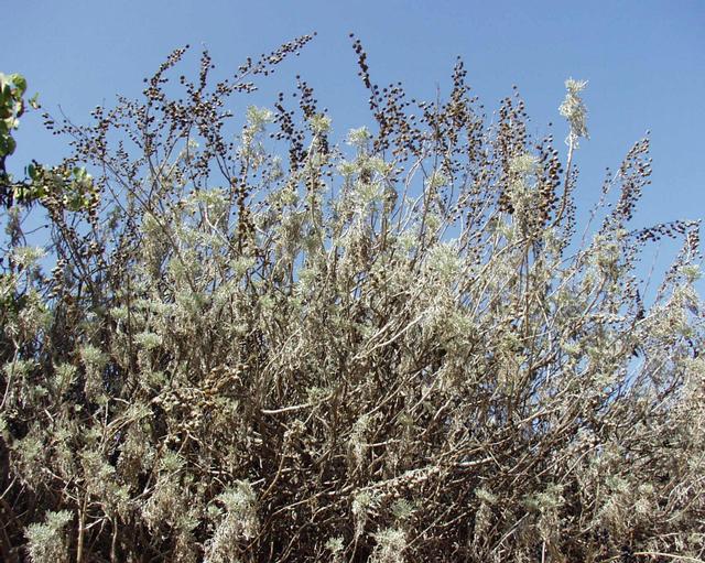 File:Artemisia arborescens 13102001 Var.jpg