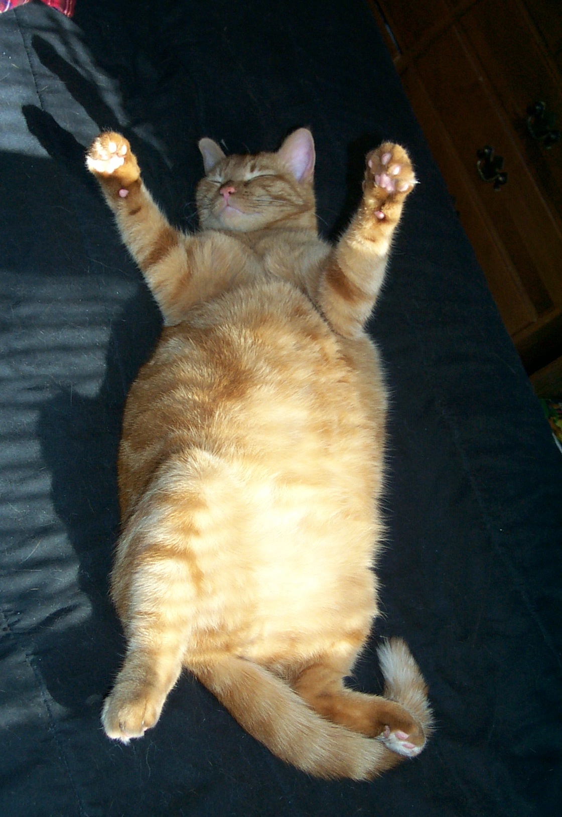 Fat Red Cat.jpg Commons