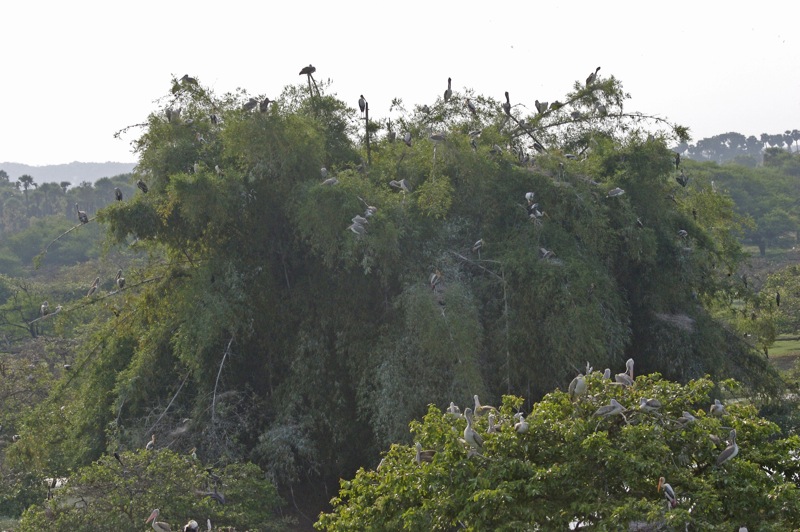 Elewana Tarangire Treetops