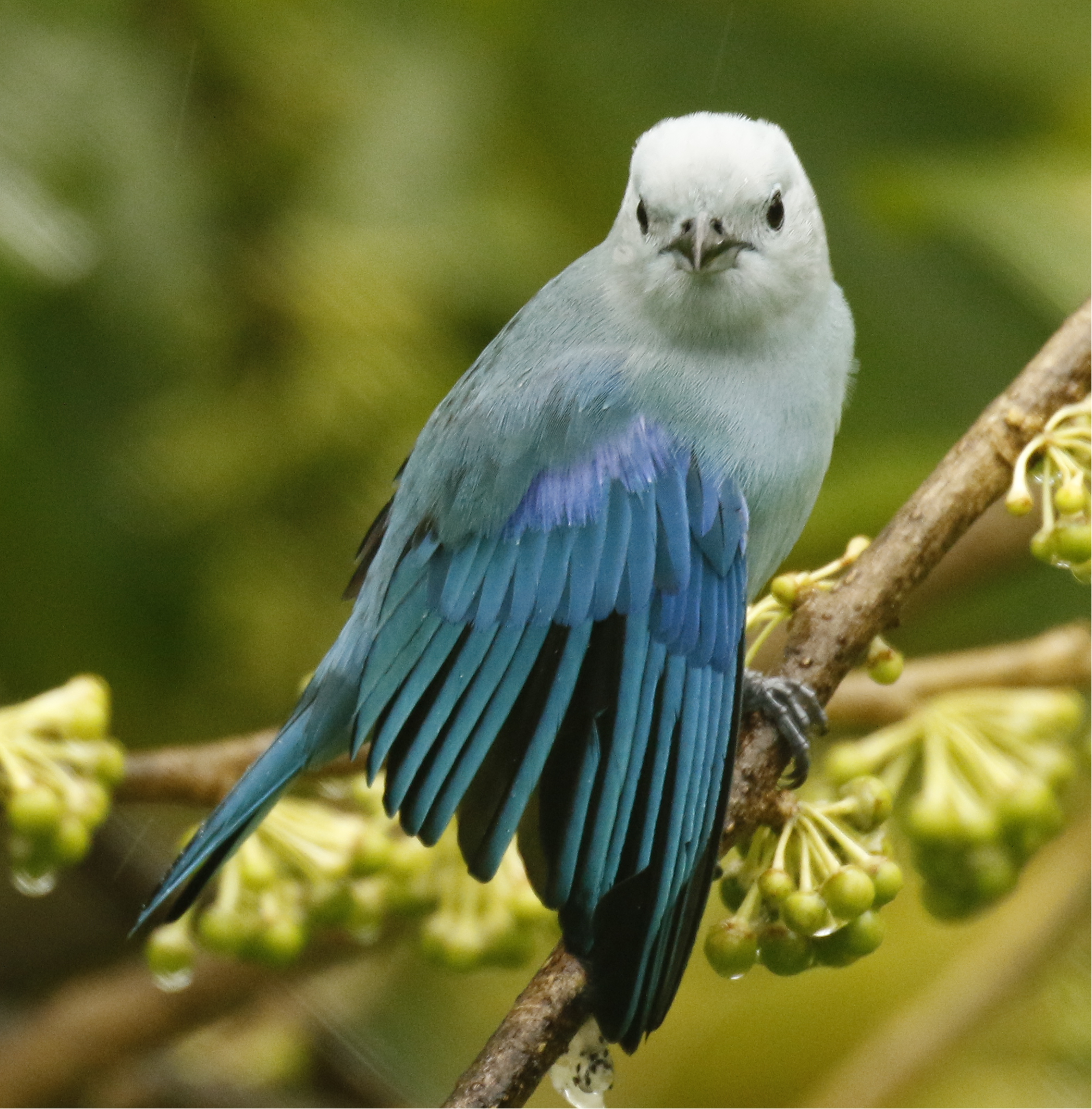 File:Blue and Green feather.png - Wikipedia
