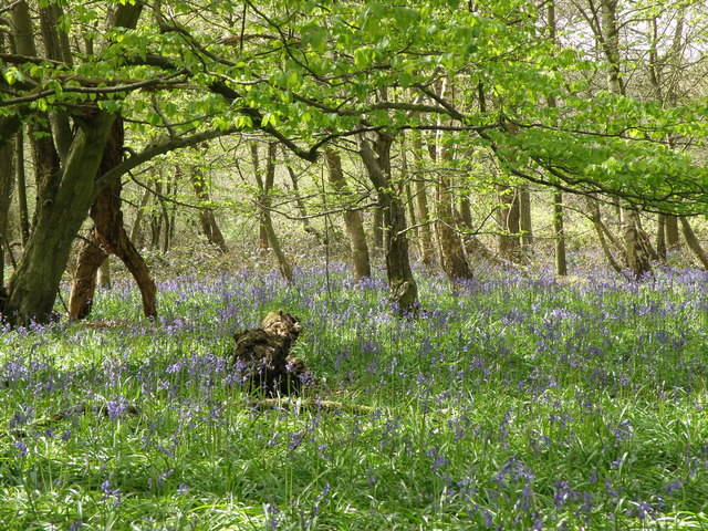 Bluebells in Hoo Park wood - geograph.org.uk - 2913840