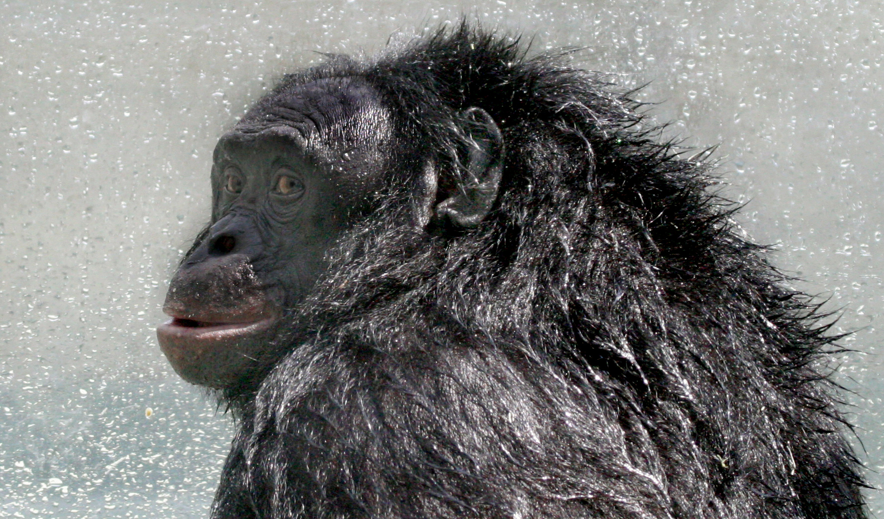 Francois' Langur | Saint Louis Zoo