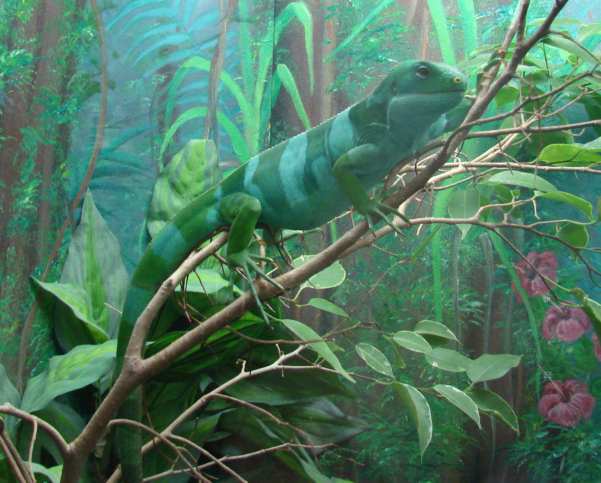 iguana wikipedia