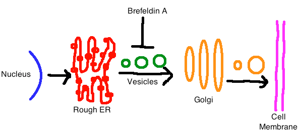 File:Brefeldin A Inhibition of Intracellular Vesicle Transport.png