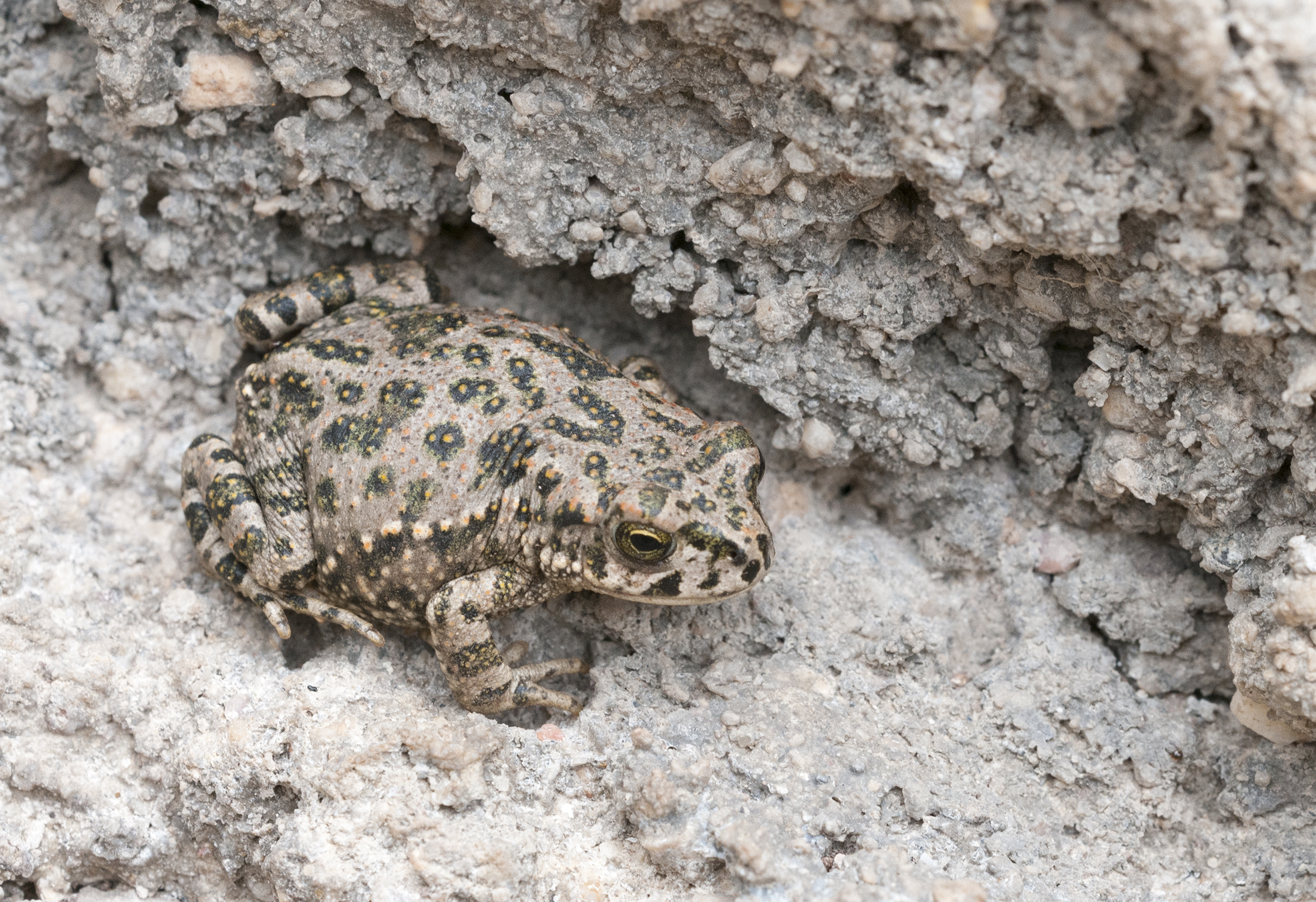 Земноводное 4 буквы. Иранская жаба. Bufotes boulengeri. Dolomena variabilis.