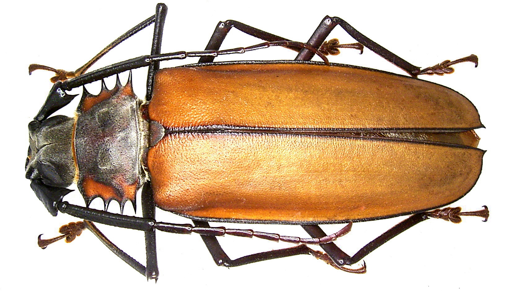 Callipogon armillatus