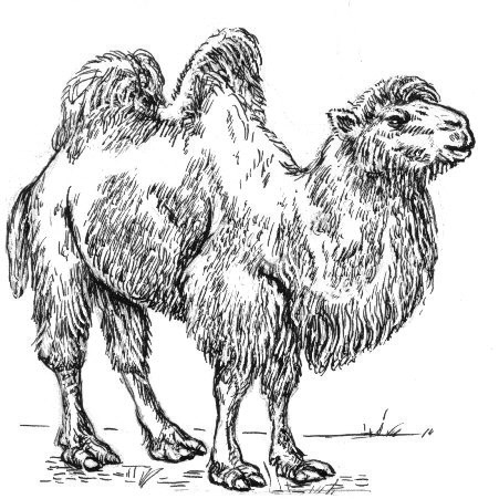 File:Camel (PSF).jpg