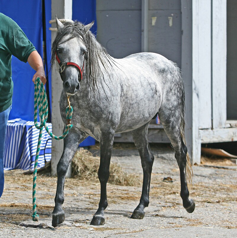 Caspian Stallion (caspians are considered horses, not ponies).jpg