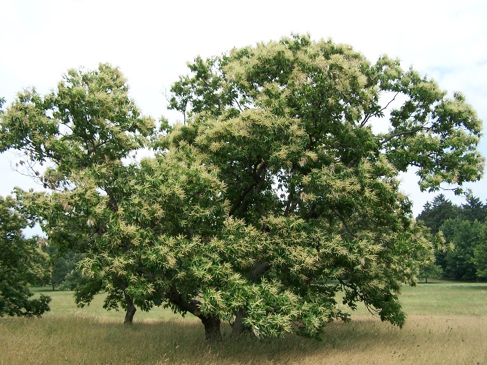 File:Chestnut Castanea dentata.jpg