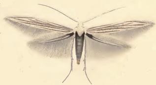 <i>Coleophora millefolii</i> Species of moth