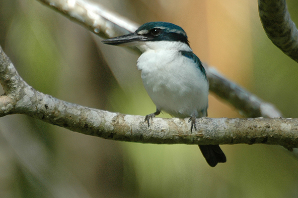 File:Collaredkingfishermale fiji.jpg