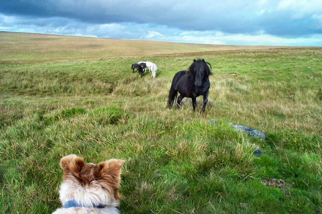 Confrontation at Giant's Hill - Dartmoor - geograph.org.uk - 120559.jpg