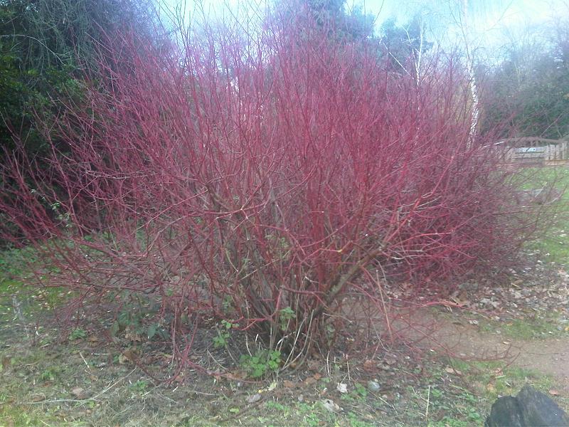 File:Cornus alba - WWT London Wetland Centre 1.jpg