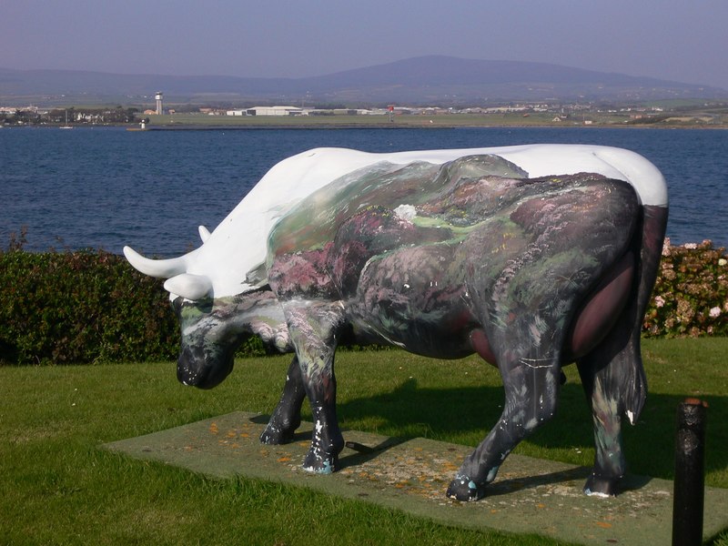 File:Cow with scenery on Langness - geograph.org.uk - 2111207.jpg