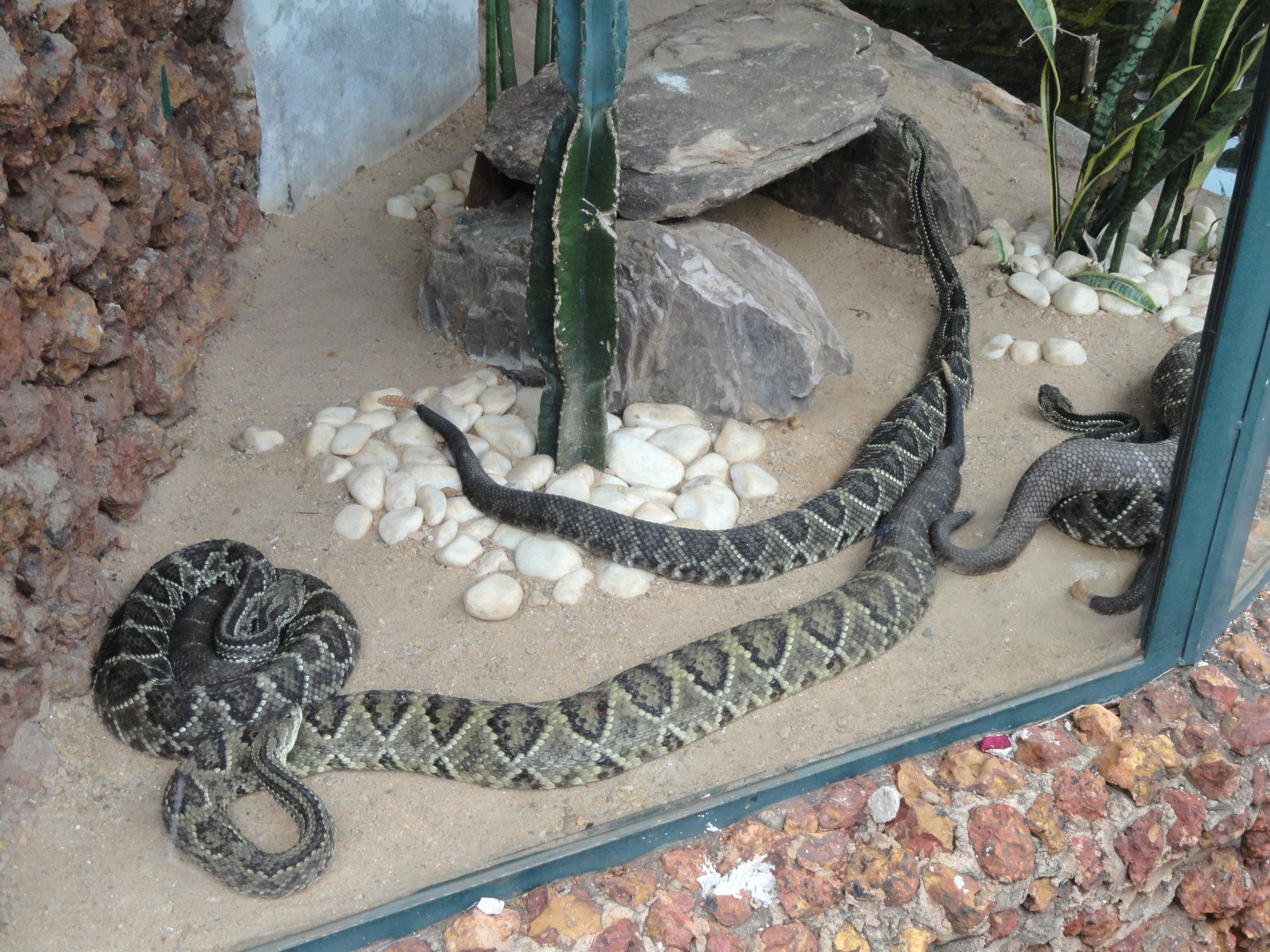 Resultado de imagem para FOTOS DE BRASILIA ZOOLOGICO